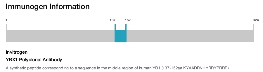 YBX1 Polyclonal Antibody