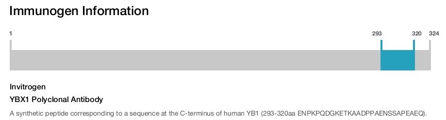 YBX1 Polyclonal Antibody