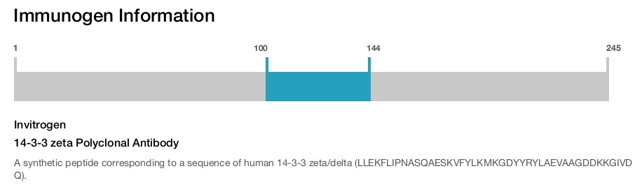 14-3-3 zeta Polyclonal Antibody