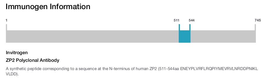 ZP2 Polyclonal Antibody