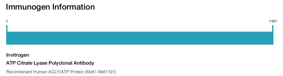 ATP Citrate Lyase Polyclonal Antibody