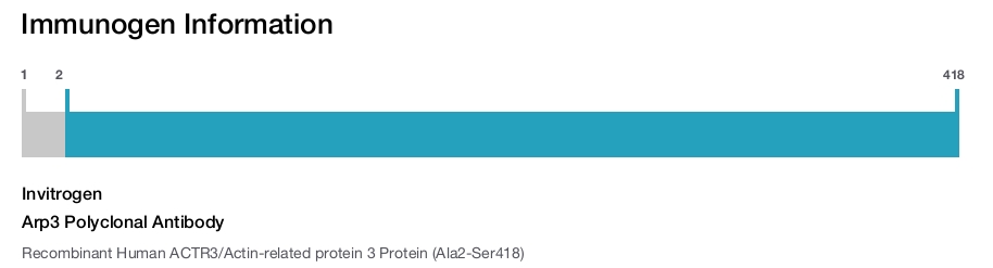 Arp3 Polyclonal Antibody