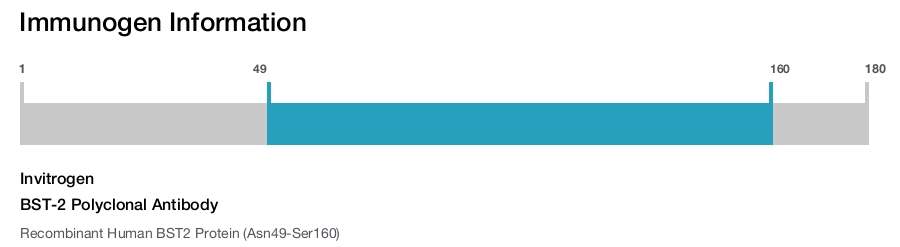 BST-2 Polyclonal Antibody