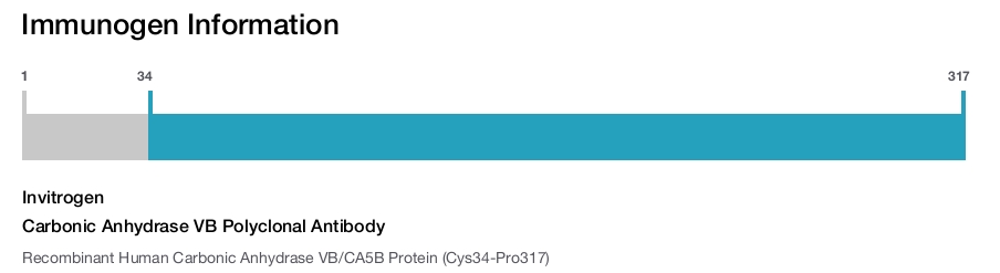 Carbonic Anhydrase VB Polyclonal Antibody