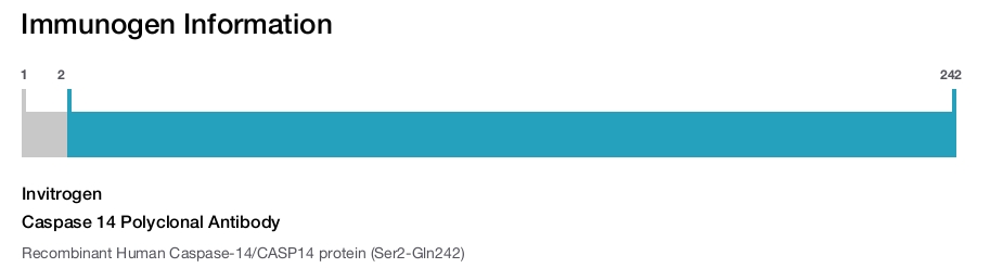 Caspase 14 Polyclonal Antibody