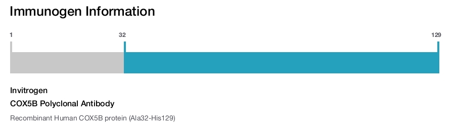 COX5B Polyclonal Antibody