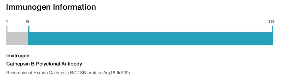 Cathepsin B Polyclonal Antibody