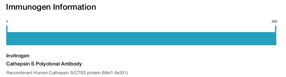 Cathepsin S Polyclonal Antibody