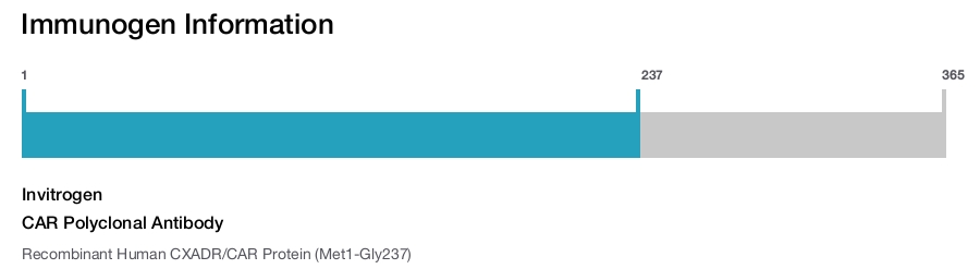 CAR Polyclonal Antibody