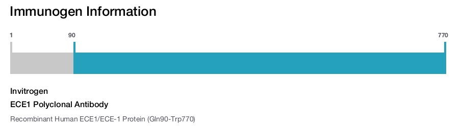 ECE1 Polyclonal Antibody