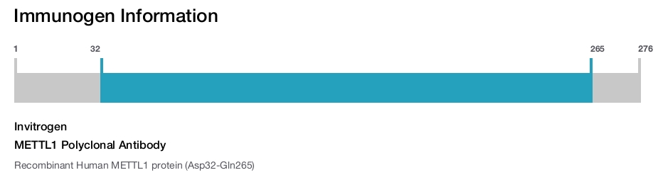 METTL1 Polyclonal Antibody