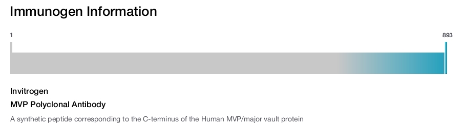 MVP Polyclonal Antibody