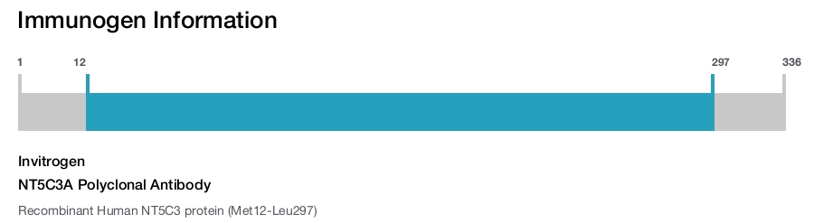 NT5C3A Polyclonal Antibody