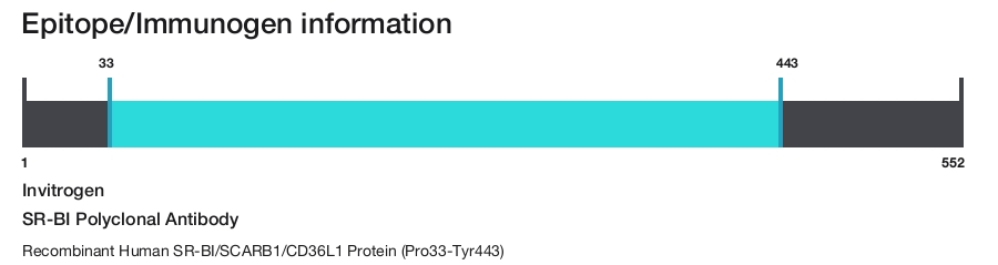 SR-BI Polyclonal Antibody