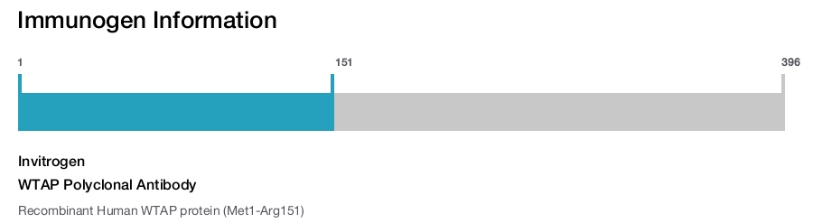 WTAP Polyclonal Antibody