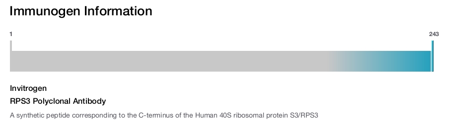 RPS3 Polyclonal Antibody