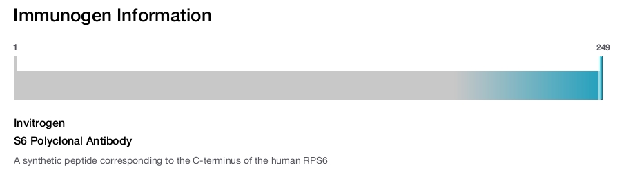 S6 Polyclonal Antibody