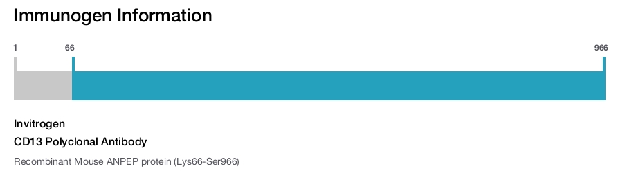 CD13 Polyclonal Antibody