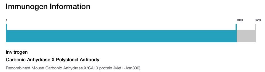 Carbonic Anhydrase X Polyclonal Antibody