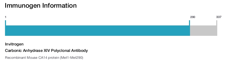 Carbonic Anhydrase XIV Polyclonal Antibody