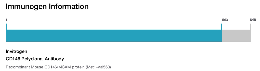 CD146 Polyclonal Antibody