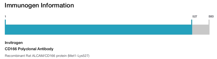 CD166 Polyclonal Antibody