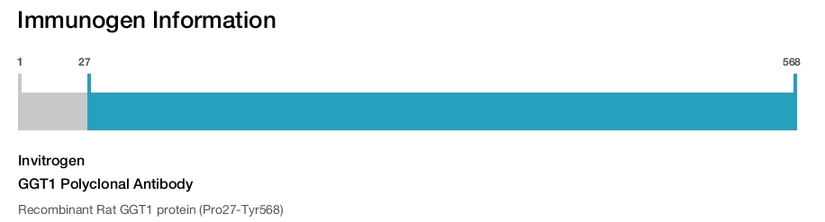 GGT1 Polyclonal Antibody