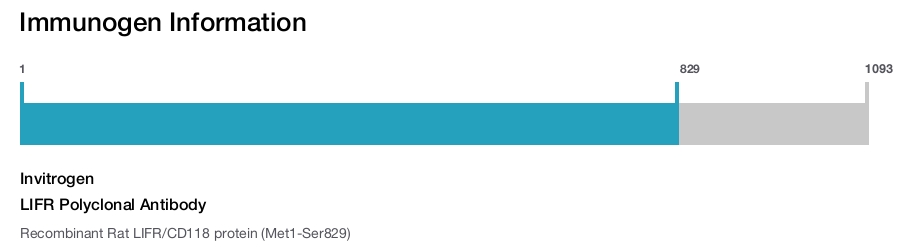 LIFR Polyclonal Antibody