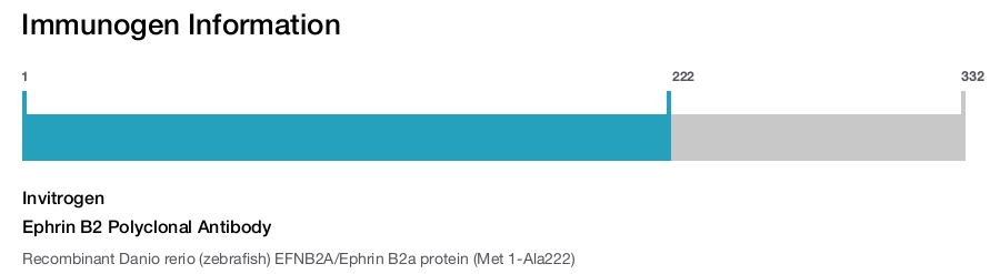 Ephrin B2 Polyclonal Antibody