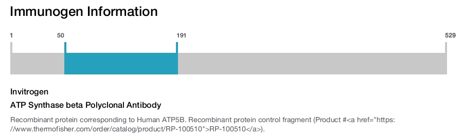 ATP Synthase beta Polyclonal Antibody