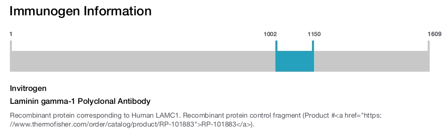 Laminin gamma-1 Polyclonal Antibody