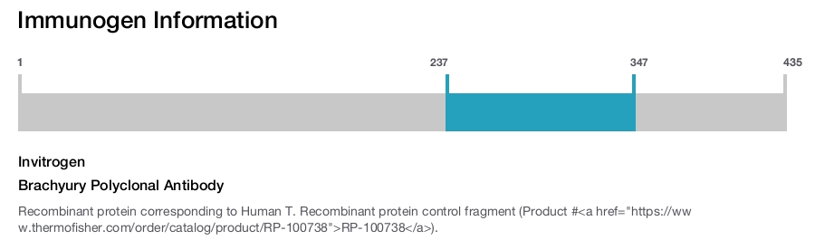 Brachyury Polyclonal Antibody
