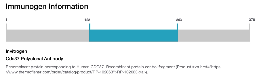 Cdc37 Polyclonal Antibody