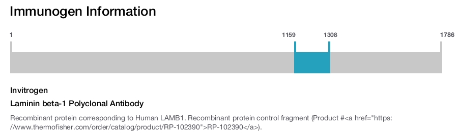 Laminin beta-1 Polyclonal Antibody