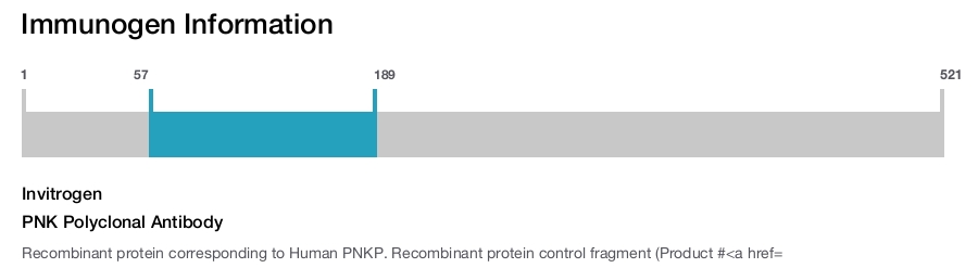 PNK Polyclonal Antibody