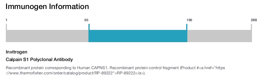 Calpain S1 Polyclonal Antibody