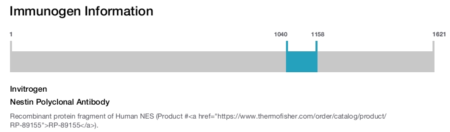 Nestin Polyclonal Antibody