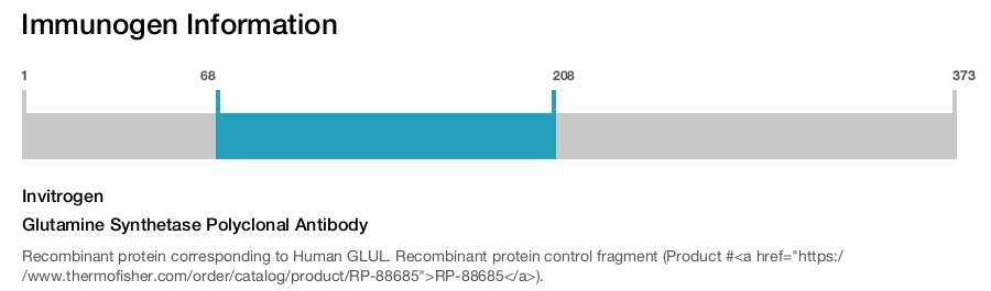 Glutamine Synthetase Polyclonal Antibody