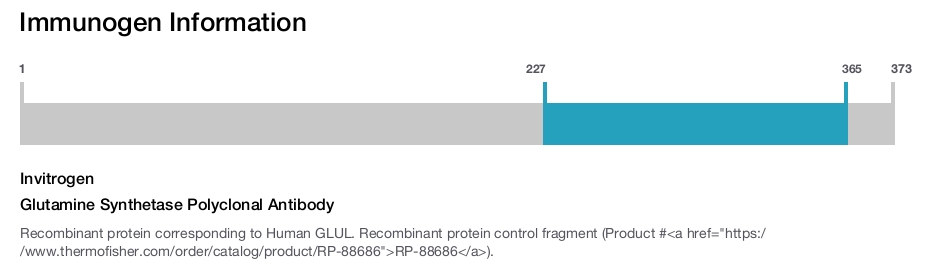 Glutamine Synthetase Polyclonal Antibody