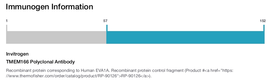 TMEM166 Polyclonal Antibody