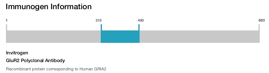 GluR2 Polyclonal Antibody