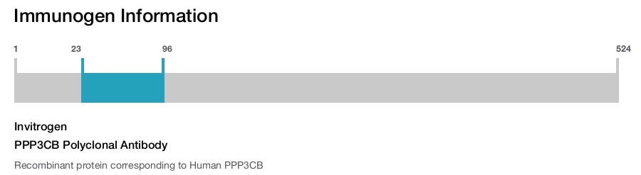 PPP3CB Polyclonal Antibody