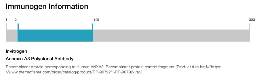 Annexin A3 Polyclonal Antibody