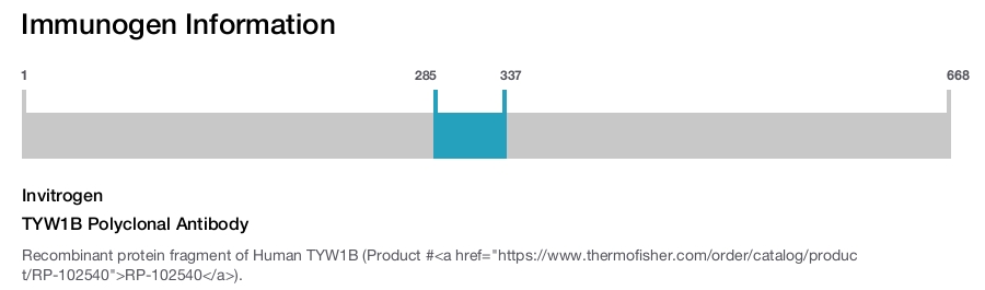 TYW1B Polyclonal Antibody