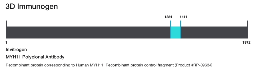 MYH11 Polyclonal Antibody