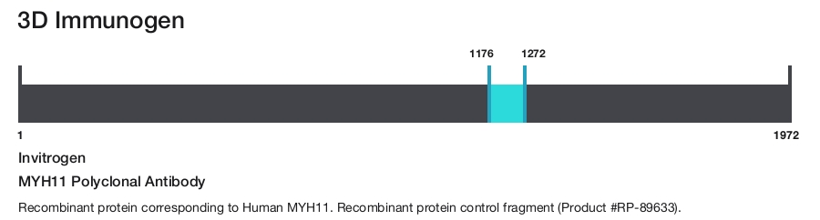 MYH11 Polyclonal Antibody