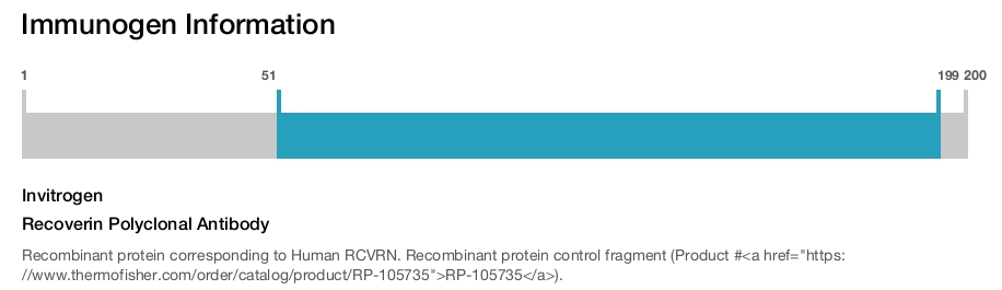 Recoverin Polyclonal Antibody
