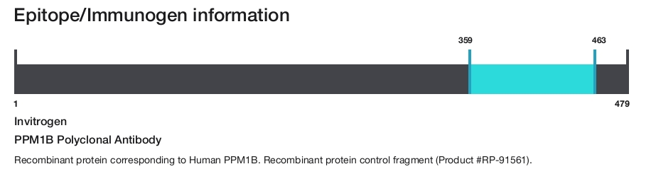 PPM1B Polyclonal Antibody