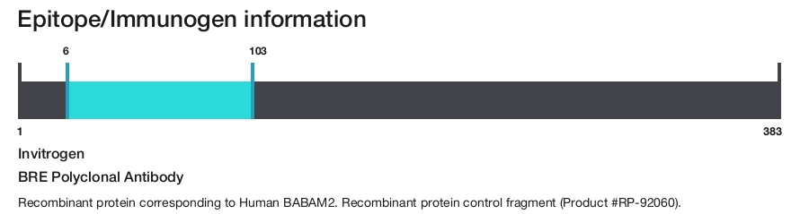 BRE Polyclonal Antibody