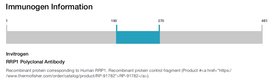RRP1 Polyclonal Antibody